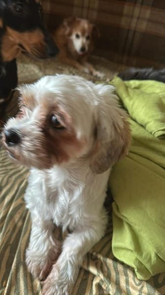 Gretchen klein, süß sucht Kuschelzuhause