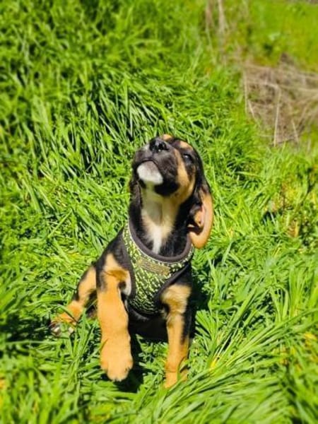 Kiwi ein tolle Hündin