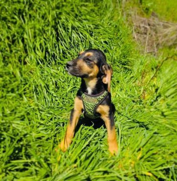 Kiwi ein tolle Hündin