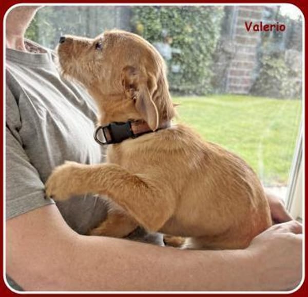 ❤ Valerio: neugierig & verschmust