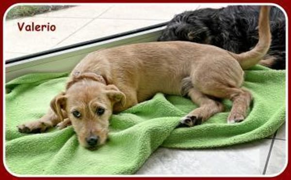 ❤ Valerio: neugierig & verschmust