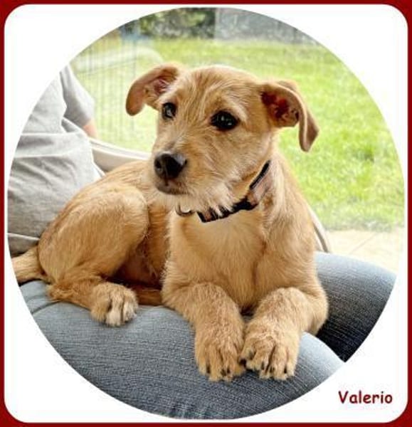 ❤ Valerio: neugierig & verschmust