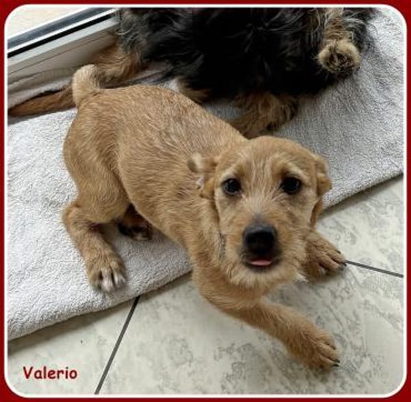 ❤ Valerio: neugierig & verschmust