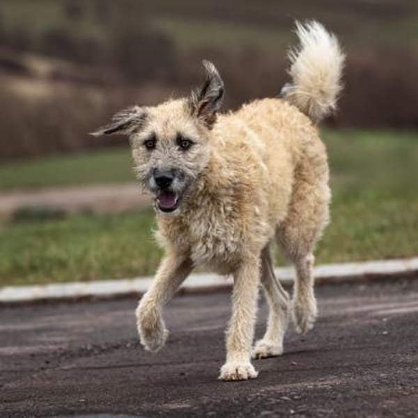 HERRMANN * fröhlich & neugierig