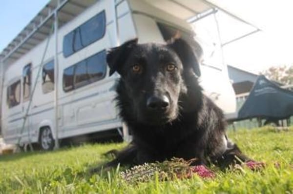 STANISLAUS -perfekter Begleiter-