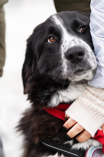 Zuhause gesucht für Shadow