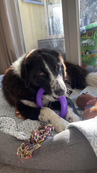 Zuhause gesucht für Shadow