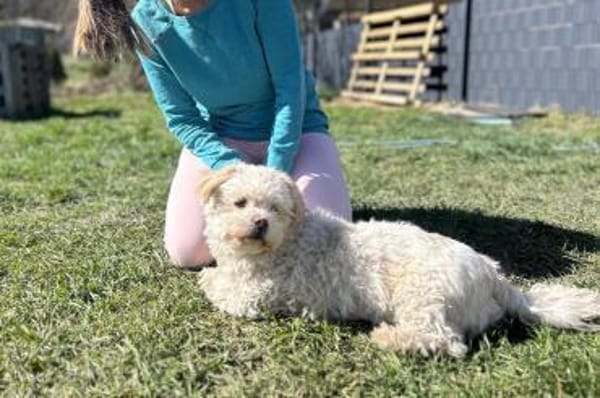 Fonsi sucht Gleichgesinnte