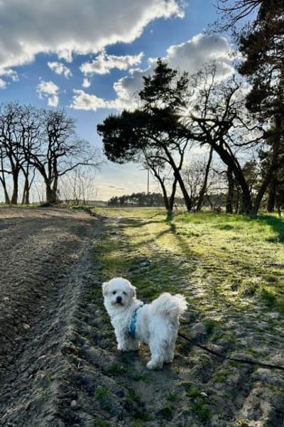 Fonsi sucht Gleichgesinnte