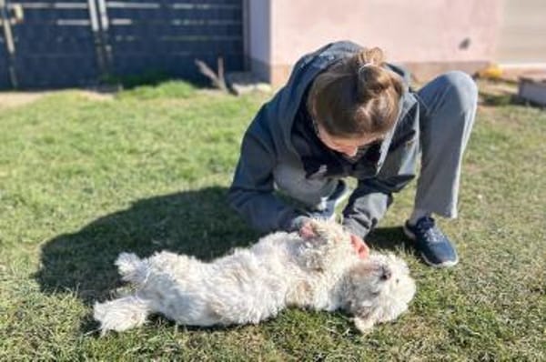 Fonsi sucht Gleichgesinnte