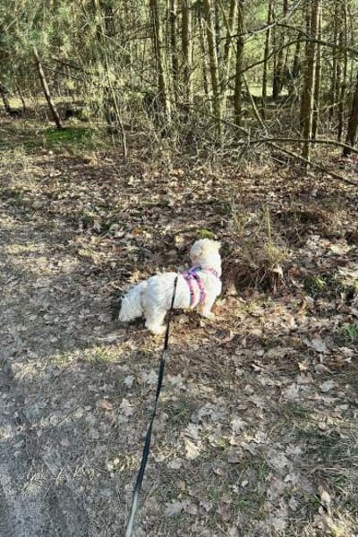 Fonsi sucht Gleichgesinnte