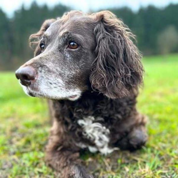 Nicki - ist freundlich&menschenbezogen