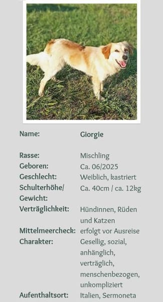 kleine Maus 🥰 sucht ein Zuhaus