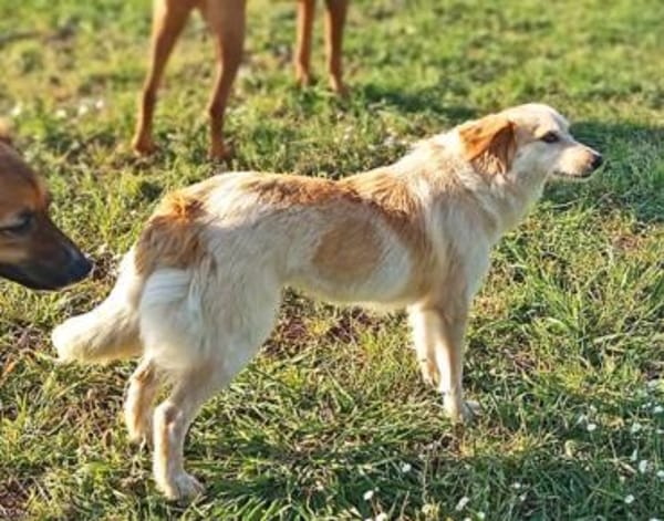 kleine Maus 🥰 sucht ein Zuhaus