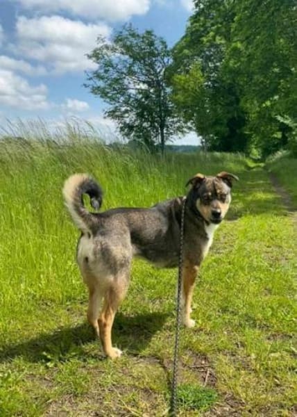 JOANNA -sucht hundeerfahrene Menschen-