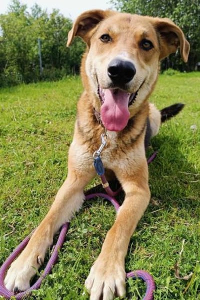 Lemmy- Schlawiner und Gute-Laune-Garant