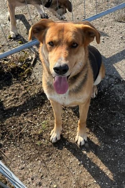 Lemmy- Schlawiner und Gute-Laune-Garant