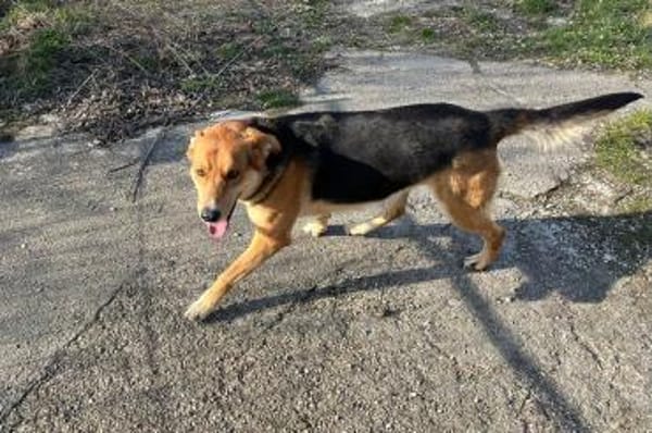 Lemmy- Schlawiner und Gute-Laune-Garant