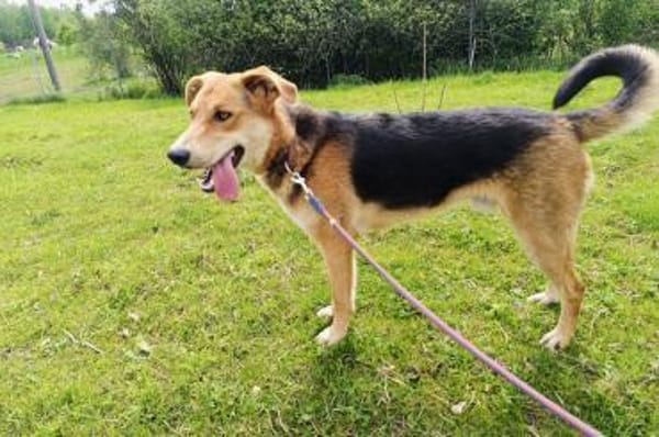 Lemmy- Schlawiner und Gute-Laune-Garant