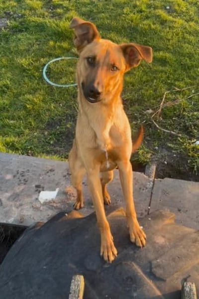 Joschi  ein Freund fürs Leben