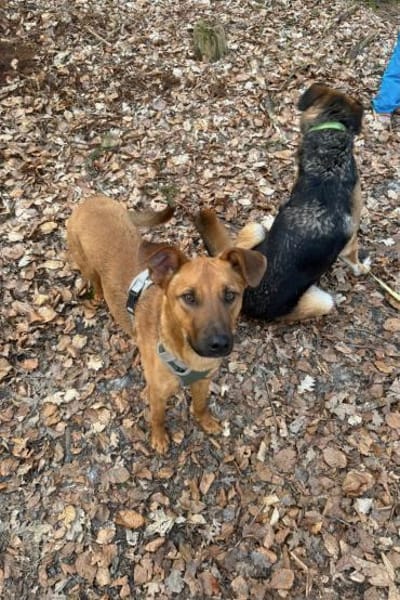 Joschi  ein Freund fürs Leben