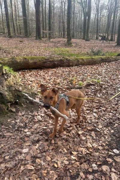 Joschi  ein Freund fürs Leben