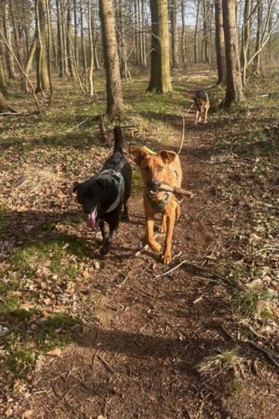 Joschi  ein Freund fürs Leben