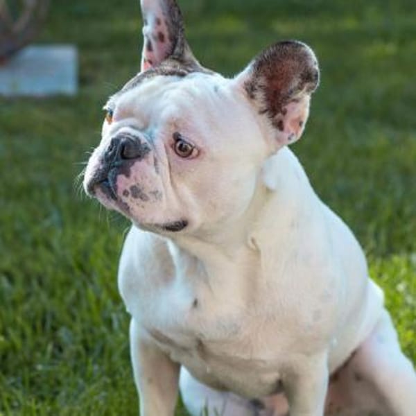 Leo - ist taub&kinderlieb