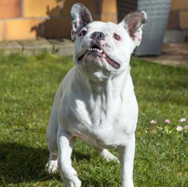 Leo - ist taub&kinderlieb