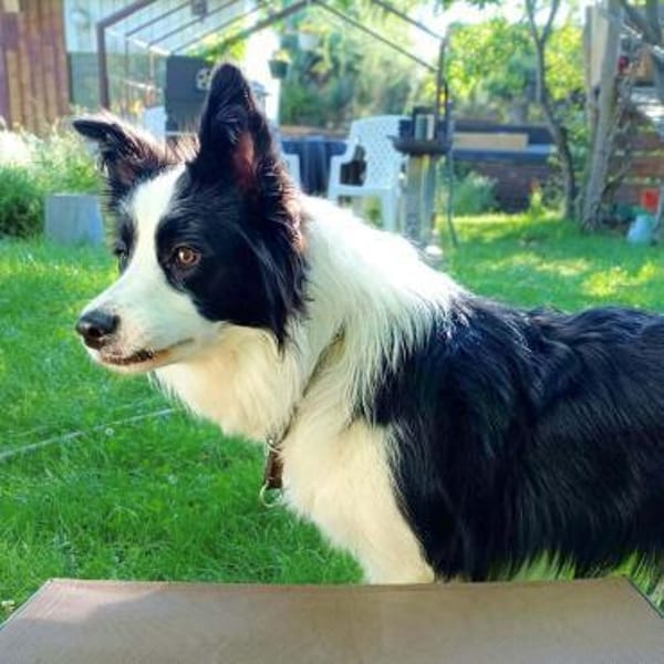 Merle - intelligent&kooperativ