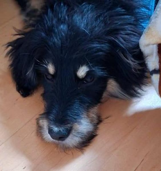 sehr lieber toller Odin auf PS 91286