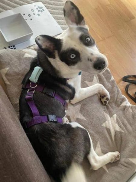 wunderschöne Panda auf PS in 90768