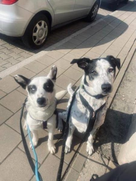 wunderschöne Panda auf PS in 90768