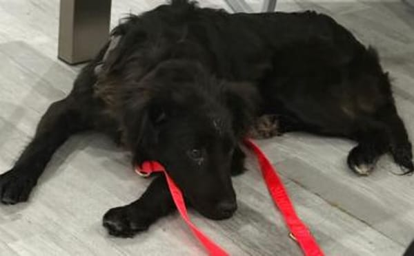 Elmas, der kleine Diamant