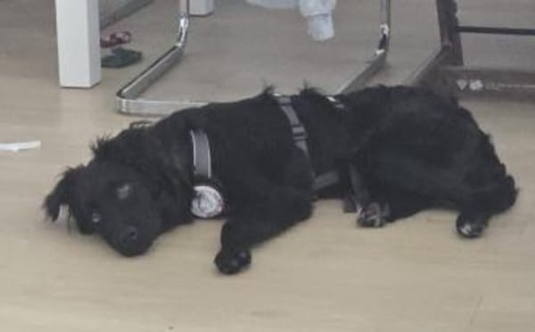 Elmas, der kleine Diamant