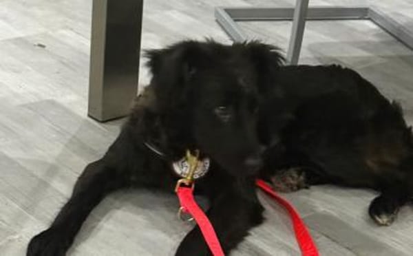 Elmas, der kleine Diamant