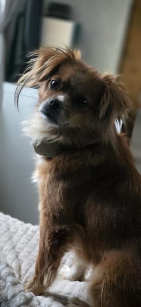 Lilly sucht ihre 2.Chance ❤🐾❤