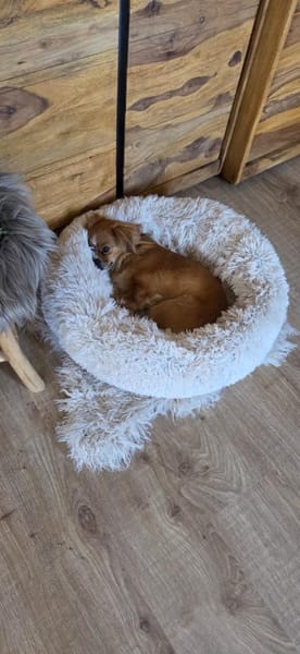 Lilly sucht ihre 2.Chance ❤🐾❤