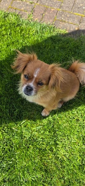 Lilly sucht ihre 2.Chance ❤🐾❤