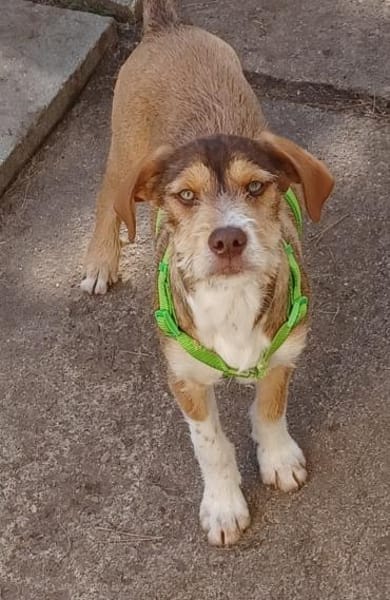 VALERIO 💛💛💛 kleiner Hundebub