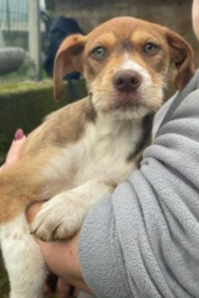 VALERIO 💛💛💛 kleiner Hundebub