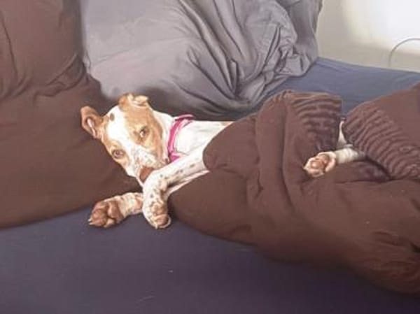 Hix möchte so gerne die Welt entdecken