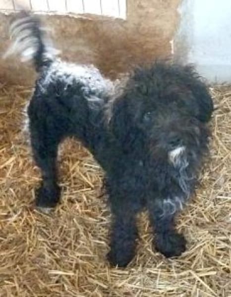 Loki 46 cm (Pflegestelle)