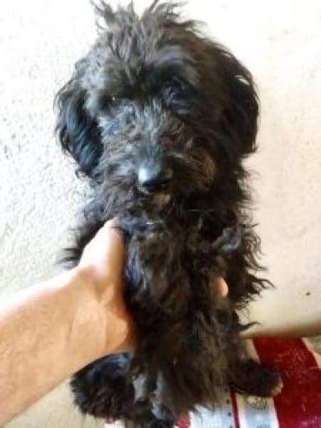 Loki 46 cm (Pflegestelle)