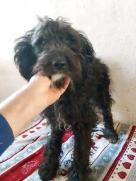 Loki 46 cm (Pflegestelle)