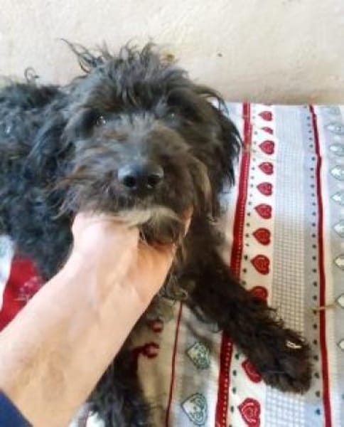 Loki 46 cm (Pflegestelle)