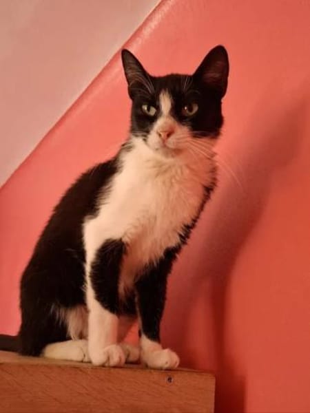 Alvira ein freundliches Katzenmädel