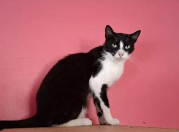 Alvira ein freundliches Katzenmädel