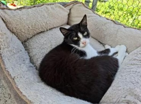 Alvira ein freundliches Katzenmädel