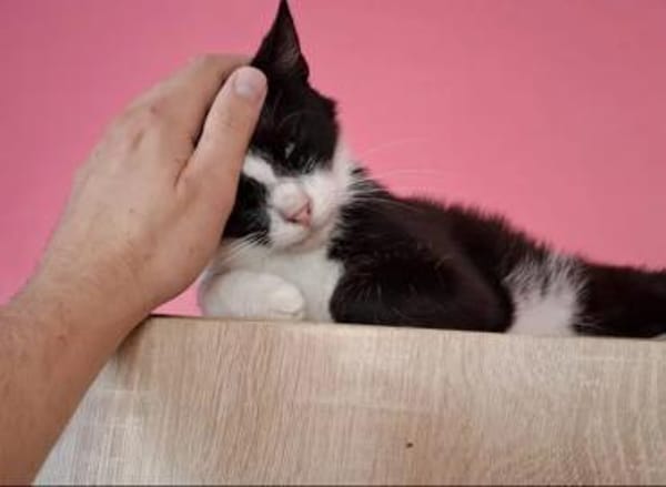 Alvira ein freundliches Katzenmädel